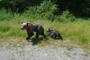 Localnic din Arefu: urşii sunt „oaspeţi” nepoftiţi din 2015!