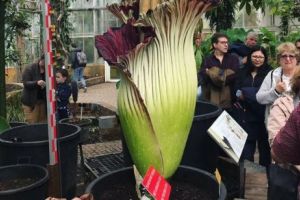 Moment rar. A înflorit Amorphophallus , „floarea cadavru”