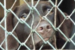 Petitie – 1 milion de semnaturi in Europa impotriva cresterii animalelor in custi