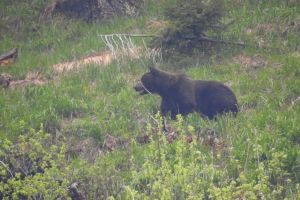 Animalele sălbatice din Parcul Naţional Retezat, în imagini surprinse de camerele de supraveghere. FOTO / VIDEO