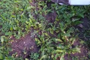 Când vrei să faci ceva frumos pentru oraş şi n-ai cu cine (FOTO)