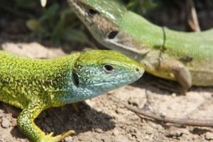 UE se confruntă cu traficul de piele: Milioane de euro câştigaţi din pielea reptilelor pentru pantofi şi genţi