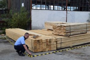 Doi botoşăneni, cercetaţi după ce au furat peste 100 de scânduri