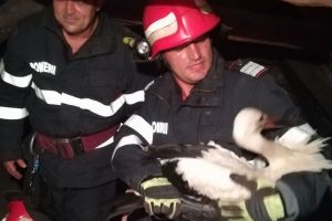 VIDEO – Cuibul unei berze în flăcări la Orlat. Și-a protejat puii de foc