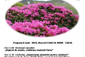 Festivalul Rododendronului. Prahova isi cinsteşte zestrea de… bujori de munte!