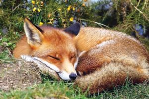 Începe vaccinarea vulpilor de pe fondurile de vânătoare prahovene