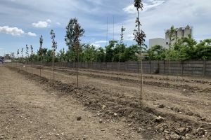 Investiţie de 240.000 de euro: barieră verde pentru a delimita zona industrială a Timişoarei de oraş
