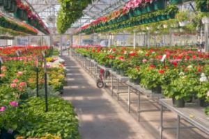 Veşti bune de la APIA Dâmboviţa – Au fost stabilite cuantumurile schemelor de sprijin cuplat în sectorul vegetal