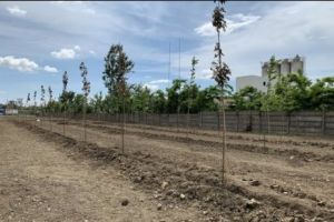 Mini-pădure între zona industrială şi oraş, la Timişoara