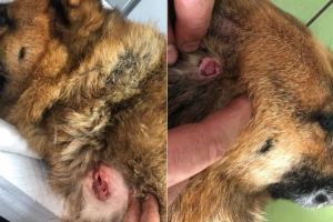 FOTO: Caţel evadat din curte, găsit pe câmp, cu peste 10 găuri pe corp, în Alba Iulia – Se presupune că a fost folosit ca ţintă pentru tir cu o armă cu aer comprimat. Poliţiştii anchetează incidentul