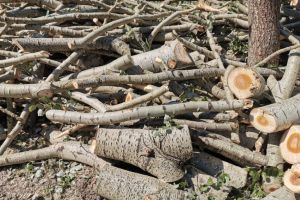 Copaci taiati ilegal pe strada Mircea cel Batran din Constanta (galerie foto)