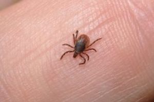 Pintea: Un protocol pentru profilaxia muscaturii de capusa va fi distribuit, de joi, unitatilor medicale