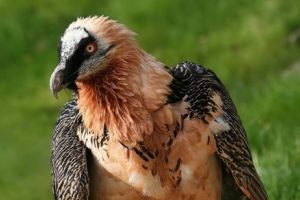 Ultimul „Vultur cu barbă” a fost împuşcat, în România, în 1927