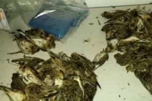 Românii iau Ministerul Apelor şi Pădurilor la bastoane! „Luaţi-vă puştile de pe ciocârlii!”