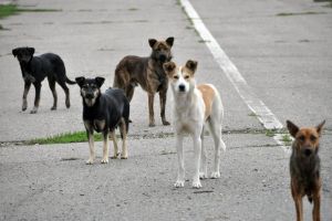 Primarul Oneştiului este dispus să dea adăpostul de câini  în administrare unui ONG