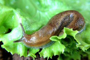 Melcii fără cochilie atacă grădinile. Metoda inedită cu care puteţi scăpa de ei