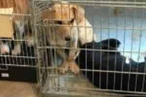 Sterilizarea gratuită a patrupedelor, încheiată cu succes la Moldova Nouă