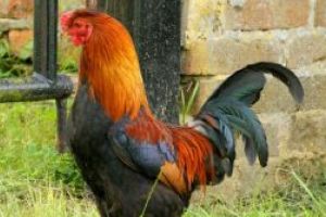 Franta – Un primar vrea sa inscrie in patrimoniul national zgomotele din localitatile rurale