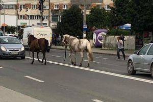 FOTO/ VIDEO: Alba Iulia – oraşul ”smart” în care caii se iau la întrecere cu maşinile pe cele mai aglomerate artere de circulaţie