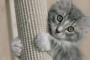 Un român a spintecat o pisică în faţa unui supermarket: „Doream s-o mănânc” 