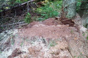 Servim patria! Hoţii de lemne din Padiş acţionează chiar sub nasul jandarmilor!