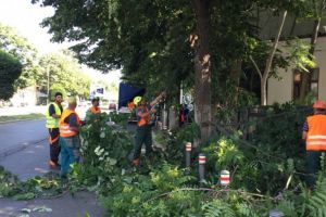 Primaria Constanta: Continua toaletarea arborilor care incurca vizibilitatea semnelor de circulatie