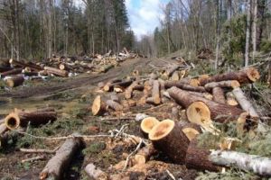 Proiectul lui Dragnea, desfiinţat de comunitatea forestierilor. Cât pierde România prin interzicerea exporturilor de buşteni