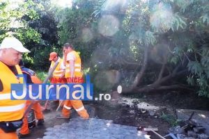 Misterul copacului doborât de ploi în Focşani