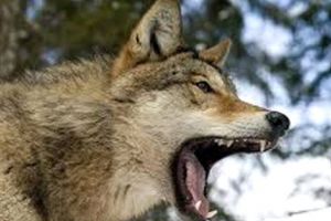 TOTUL DESPRE URŞII din ARGEŞ, CU ARMAND CHIRILOIU