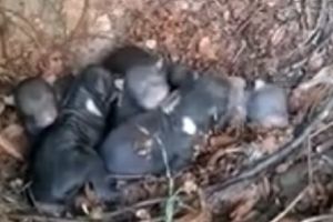 VIDEO – Doi argeşeni s-au dus la BÂRLOGUL URSULUI şi AU FILMAT PUII!