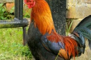 Procesul cocoşului cântăreţ s-a amânat!