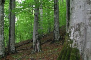 Doi turişti belgieni s-au rătăcit în Păltiniş – Salvamontiştii încep căutările