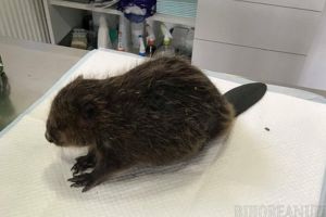 Un pui de castor rănit a fost salvat de pe malul Crişului Repede, în Oradea (FOTO)