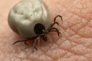 Căpuşele îi aleargă pe părinţi din spital în spital