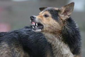 Iubitorii de animale sunt îndemnaţi  să-şi ia toate măsurile de protecţie împotriva rabiei sau turbării