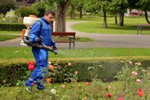 Primăria începe dezinzecţia în oraş. Aşteaptă doar să se oprească ploile