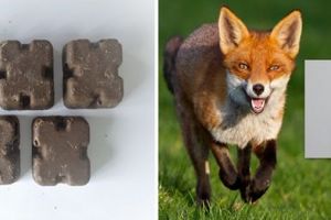 Campanie de vaccinare antirabică a vulpilor în Bistriţa-Năsăud