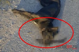 FOTO. Șofer sătmărean acuzat că a ucis intenţionat un câine