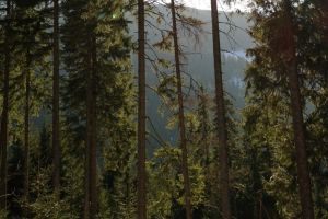 Turiştii belgieni rătăciţi la Păltiniş au fost găsiţi