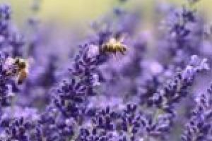 Weekend cu parfum de lavandă în judeţul Timiş! Bănăţenii sunt invitaţi să se simtă ca în sud-estul Franţei