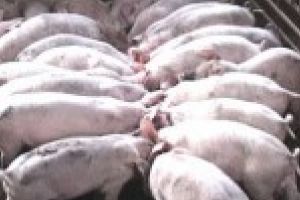 Gata cu pesta porcina africana / Crescatoriile de porci din Tufesti si Gropeni isi reiau activitatea