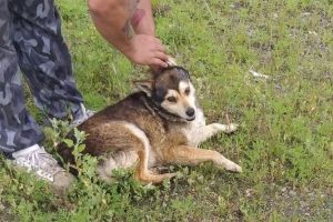 Un arădean s-a ales cu AMENDĂ după ce şi-a lăsat câinele liber pe străzile oraşului