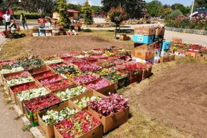 Mii de flori vor colora Țara Piticilor din Constanta. Spatiul verde va fi intretinut de un sistem propriu de irigatie modern, programat electronic (galerie foto)