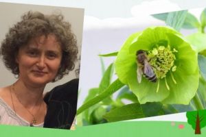 Seminar 2 “Apiterapie altfel”-Bucureşti, 8 iunie 2019