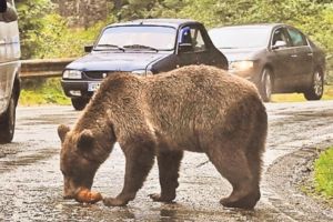 Jandarm atacat de urs la Vidraru!