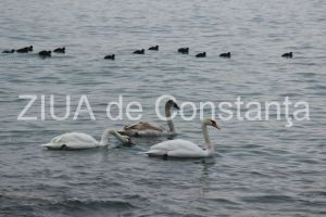 Lumea poeziilor: Strigatul - Irina Lucia MIHALCA