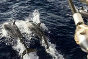 Misterul lui Kiri Kiri, delfinul salvator din Marea Neagră. Reporter de Cursă Lungă