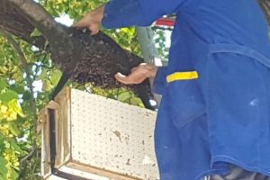 FOTO/ VIDEO: Mii de ”turişti” nedoriţi au invadat, sâmbătă Cetatea Alba Carolina. Intervenţie DE URGENȚĂ pentru îndepărtarea lor