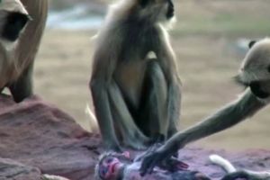 Maimuţele se bat cu tigrii din cauza temperaturilor infernale din India. Au fost înregistrate şi 50,3 grade Celsius