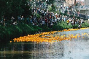 VIDEO – Cel mai frumos eveniment al începutului de iunie – Cursa de răţuşte s-a ’’consumat’’ la Sibiu